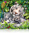 501 White Tiger family