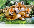 631 Foxes 