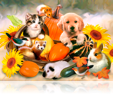 667 Pumpkin pets 