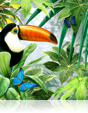 703 Toco Toucan