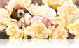 712 Bed of roses puppy