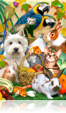 714 New autumn pets