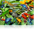 764 Dart Frogs & reptiles.