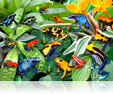 764 Dart Frogs