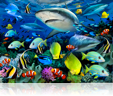 774 Reef Sharks 3D