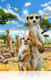 859 Meerkats