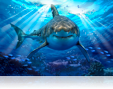 879 Great White shark.tif