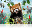 886 Lesser Red Panda