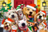 895 Dogs & Cat Xmas Selfie