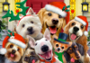 895 Dogs Xmas Selfie.jpg