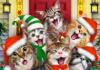 896 Cat Xmas selfie.jpg