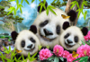 960 Panda Selfie