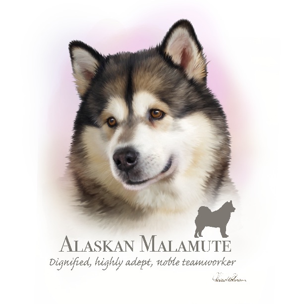 Alaskan Malamute