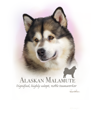 Alaskan Malamute