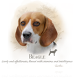 Beagle