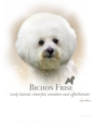 Bichon Frise