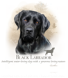 Black Labrador