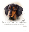 Black & Tan Daschund