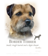 Border Terrier