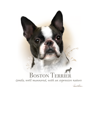 Boston Terrier