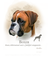 Boxer