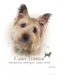 Cairn Terrier