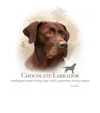 Chocolate Labrador