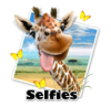 Giraffe selfie.jpg