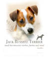 Jack Russell