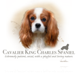 King Charles Spaniel