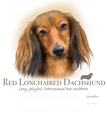 Longhaired Dachshund