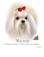 Maltese