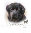 Newfoundland