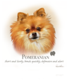 Pomeranian