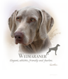 Weimaraner