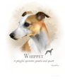 Whippet