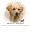 Yellow Labrador