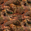 Dashhound