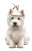 Westie