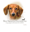 Smooth Dachshund